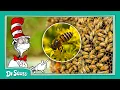 Let s Learn About Buzzing Bees Cat in the Hat s Quirky Quiz Full Episode Dr Seuss