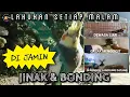 Download Lagu Cara menjinakan burung falk dengan mudah