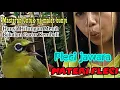 Download Lagu Bakalan Kembali Gacor Hanya Hitingan Menit Masteran Untuk Pleci Males Bunyi #masteranPCMI