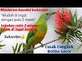 Download Lagu Masteran handal cucak cungkok betina dengan jeda 2 menit. cungkok betina tembakan rapet dan pedes!!