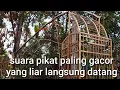 Download Lagu suara asli pikat cucak ranting anti jong yang liar pasti dijamin langsung datang