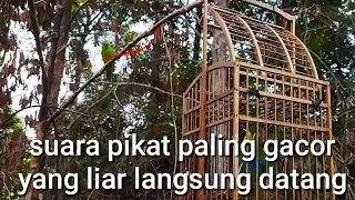 suara asli pikat cucak ranting anti jong yang liar pasti dijamin langsung datang