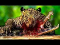 Download Lagu Jaguares