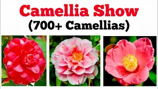 CAMELLIA SHOW Hundreds Varieties 700 Camellias 