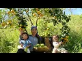 Harvesting giant oranges to sell at the market - cooking nutritious porridge for two children to eat