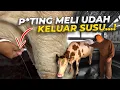 MELI SEGERA MELAHIRKAN, KANDANG SPESIAL LANGSUNG DIPERSIAPKAN!