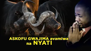 Askofu Gwajima Avamiwa Na Nyati 