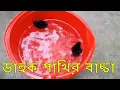 Download Lagu The Water Hen Life Of The White Breasted