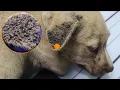 Download Lagu Ticks attack on a dog, they are so many - Vet Rami Awwad