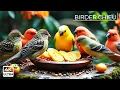 Download Lagu 🔴 Birds and Squirrels Snacking Together on a Tree Stump🕊️🐿️ Live 12 Hours in Ultra HD 😺