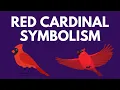Symbolism of a Red Cardinal - What if you have a Cardinal Spirit Animal