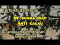 Download Lagu SP Suara Inap Anti galau sp andalan untuk nahan anakan walet