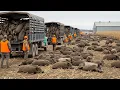 Download Lagu Unbelievable Hog Hunt 💥 U.S. Farmers Eliminate 739 Wild Hogs in Just 60 Minutes