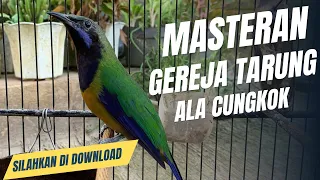 masteran gereja tarung ala cucak cungkok paling mantap