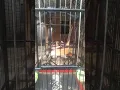 Download Lagu burung pentet/cendet Untuk Terima Tamu/Suguh tamu | durasi pendek