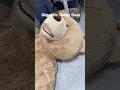 Gigantic Teddy Bear