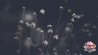 lavender twilight gentle music for sweet dreams