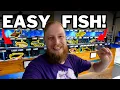 Top 9 Beginner Fish for your aquarium Hardy colourful and easy to keep