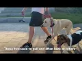 Field trip with previously Lab mix and Hound - Balanced Dog Training