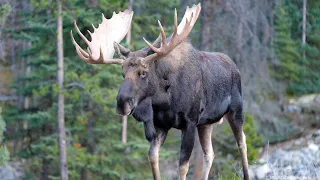 Bull Moose Boss regroups after a Rut Injury