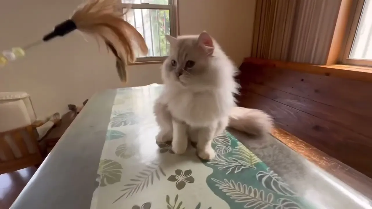 動画