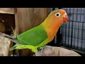 Download Lagu Fischer Lovebird Talking \u0026 Singing - Green Fischer Lovebird Sounds