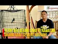 Lagu Ternyata Begini Cara Merawat Ohara Saat Sedang Mabung.