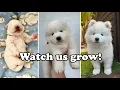 Newborn Samoyed puppies Watch us grow