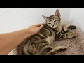 Ferris the Brown Marbled Tabby Kitten Cat