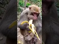 monkey eating banana 🍌🍌। monkey eating fruits video। #viral #monkey #video #subscribe