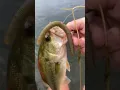 Download Lagu They Can’t Resist The Wiggle - Bass Fishing