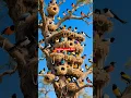 Download Lagu birds sound nuture #birds #birdsong