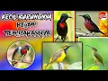 Download Lagu suara kombinasi tembakan ngerol burung kecil,SUARA MASTERAN BURUNG