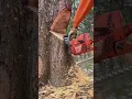 Download Lagu Arborist use controlled uphill tree felling technique