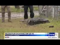 Massive alligator found on US-43 in Chickasaw
