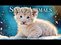 Snow Animals 4K - Amazing World of Winter Wildlife Scenic Relaxation Film