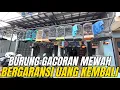 Download Lagu BURUNG GACORAN MEWAH‼️ GARANSI 2 MINGGU | TIDAK COCOK UANG KEMBALI🔥