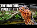 How to Set Up 2 Paludariums for Endangered Lizards Breeding Chinese Crocodile Lizards Pt 1