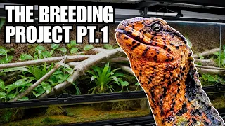 How to Set Up 2 Paludariums for Endangered Lizards Breeding Chinese Crocodile Lizards Pt 1