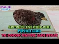 Download Lagu PUYUH LIAR YANG COCOK UNTUK DI JADIKAN PIKAT HANDAL