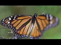 Butterfly expert warns West Virginia monarch on its 11th hour