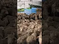 Lagu Korban sheep in Singapore 2024