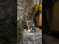 Kotor \u0026 cats #kotor #montenegro #balkan #balkanstories