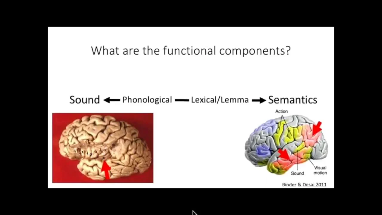 "The Ventral Speech Stream Revisited", Gregory Hickok