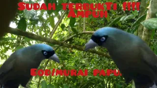 suara pikat burung eod murai papua ribut super ampuh dan lengket