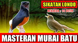 Download MASTERAN MURAI BATU - suara Sikatan Londo rapat jernih keras berjeda 10 detik untuk variasi playist MP3