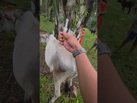 Penyuntikan vitamin pada sapi penakut #shorts #fyp #animals #cow #reels #fb