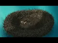 Ice Age The Meltdown - The Dam Breaks Part 1