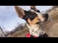 Annie s Day at the Park
