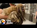 Extremely Matted Dog Transforms To The Cutest Pup The Dodo
